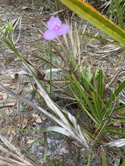 Callisia ornata