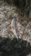 Atractosteus spatula