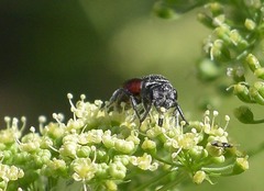 Sphecodes heraclei heraclei