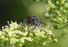 Sphecodes heraclei heraclei