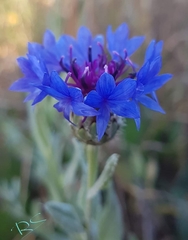 Centaurea depressa
