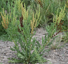 Rumex chrysocarpos