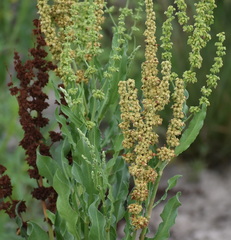 Rumex chrysocarpos