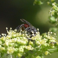 Sphecodes heraclei heraclei