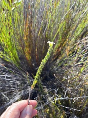 Adenandra odoratissima