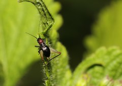 Trigonidium erythrocephalum