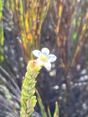 Adenandra odoratissima