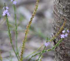 Verbena runyonii