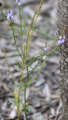 Verbena runyonii