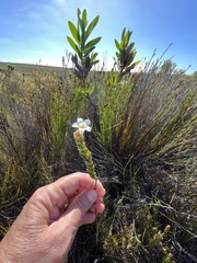 Adenandra odoratissima