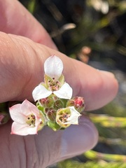 Adenandra odoratissima