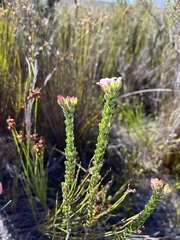 Adenandra odoratissima