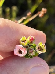 Adenandra odoratissima