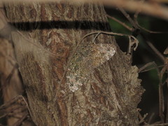 Hamadryas glauconome