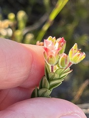 Adenandra odoratissima