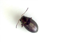 Phratora vitellinae