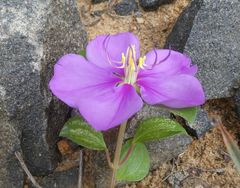 Heterotis rotundifolia