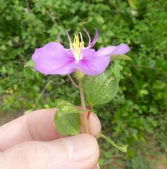 Heterotis rotundifolia