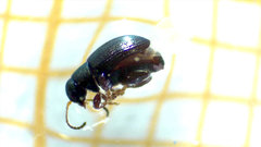 Phratora vitellinae