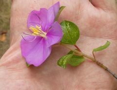 Heterotis rotundifolia