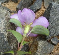 Heterotis rotundifolia