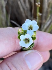 Adenandra obtusata