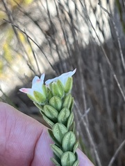 Adenandra obtusata