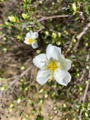 Lindleya mespiloides