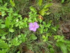 Heterotis rotundifolia