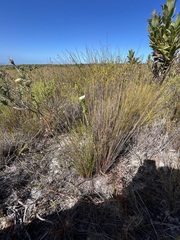 Adenandra obtusata