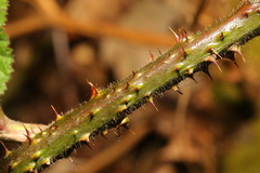 Rubus tuberculatus