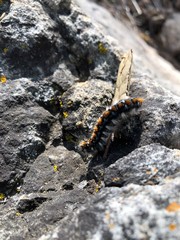 Malacosoma constricta