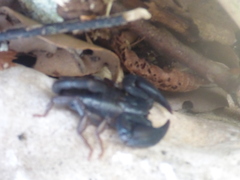 Euscorpius