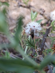 Chalcogenia