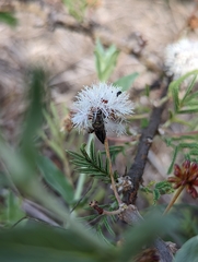 Chalcogenia