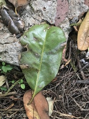 Magnolia grandiflora
