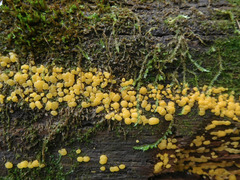 Dacrymyces corticioides