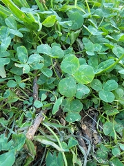 Trifolium repens