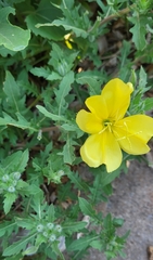 Oenothera grandis