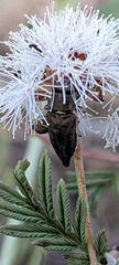 Chalcogenia