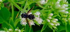 Hoplitimyia subalba