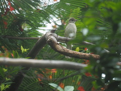 Pycnonotus conradi