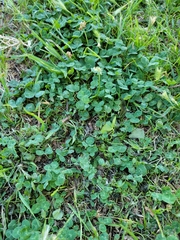 Trifolium repens