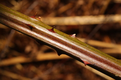Rubus tuberculatus