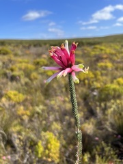 Cluster Heath (Erica fascicularis)