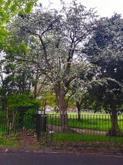 Scandosorbus intermedia