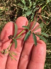Desmanthus acuminatus