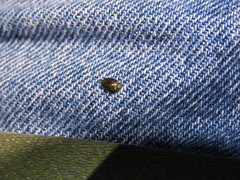 Laccophilus spangleri