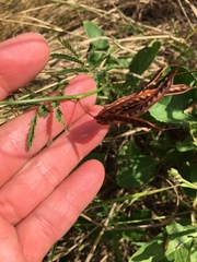 Desmanthus acuminatus