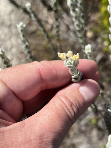 Image of Tile Capesaffron (Gnidia imbricata) by (c) Charleen Brunke, some rights reserved (CC BY)